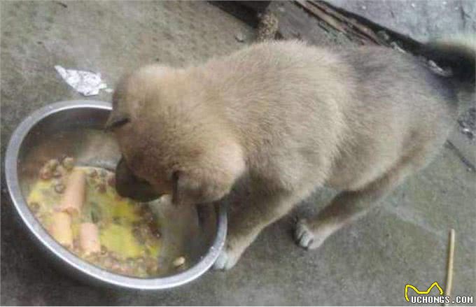 这7种喂食习惯，会害了你家的狗狗，看看你踩坑了吗?