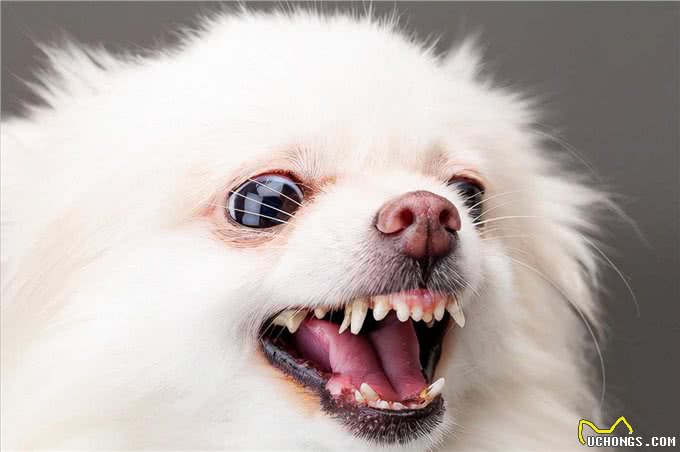 博美犬被宠坏的迹象，这些表现，还不够明显吗