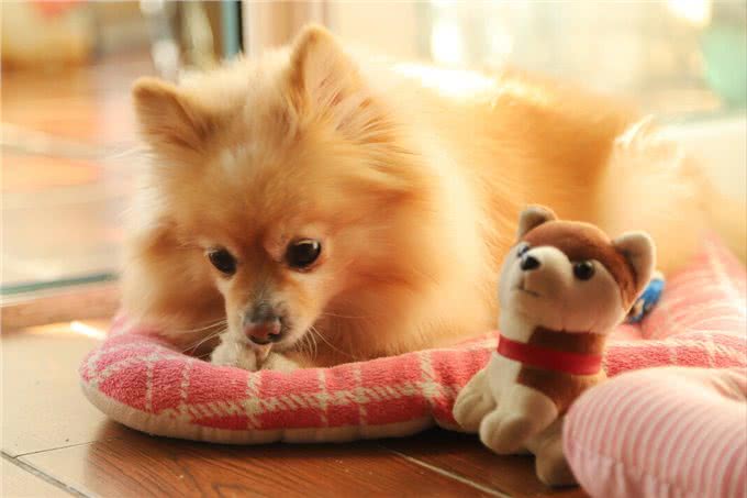 博美犬被宠坏的迹象，这些表现，还不够明显吗