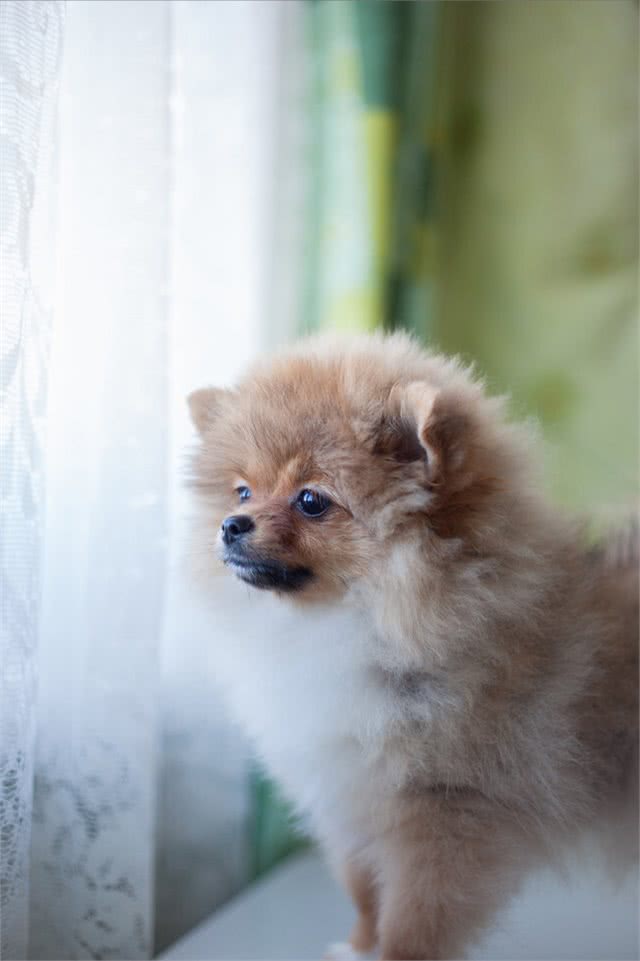 博美犬被宠坏的迹象，这些表现，还不够明显吗