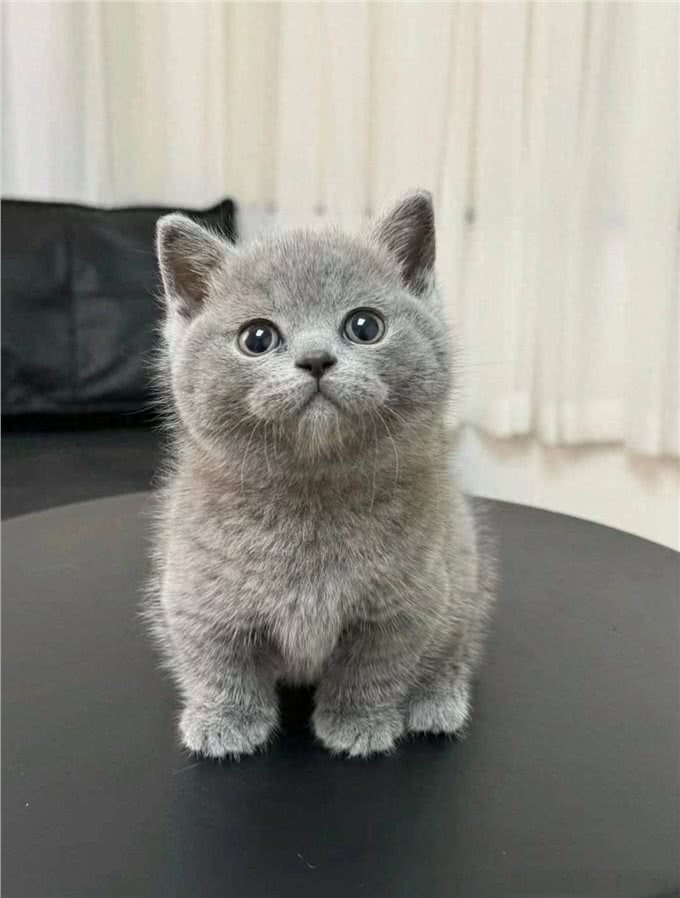 家养宠物猫推荐