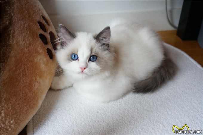 家养宠物猫推荐