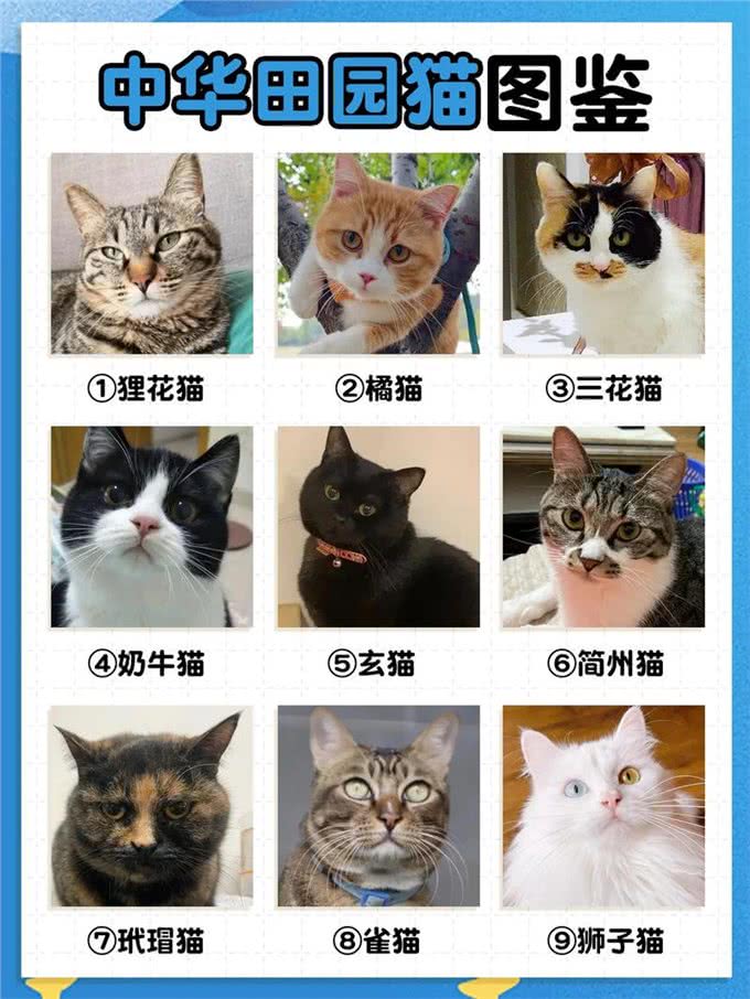 家养宠物猫推荐