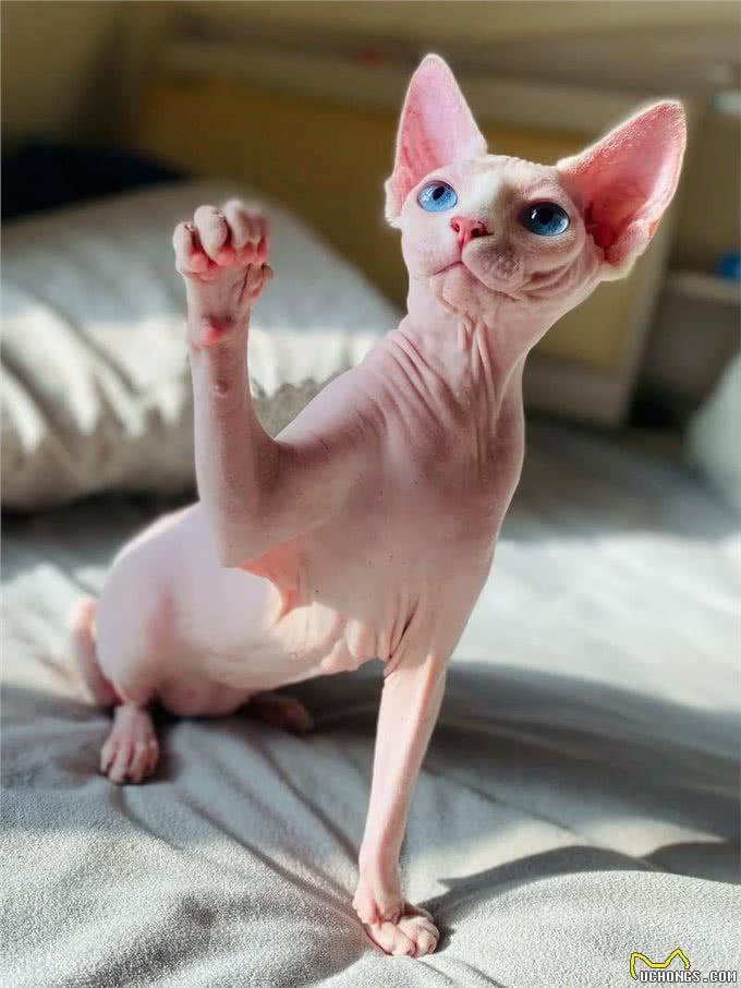 家养宠物猫推荐