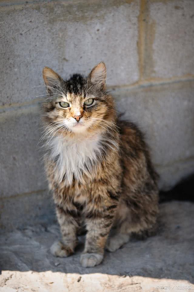 家养宠物猫推荐