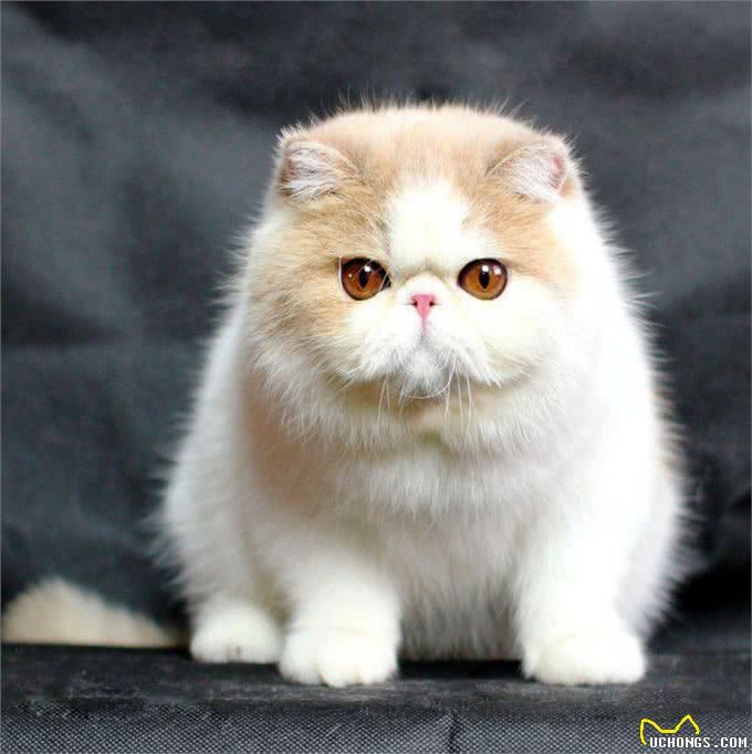 家养宠物猫推荐