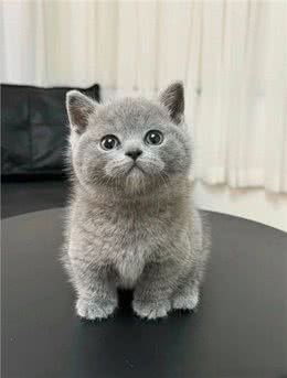 家养宠物猫推荐