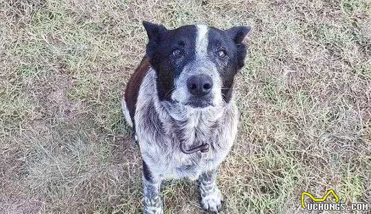 3岁小女孩迷失丛林，17岁年老忠犬陪伴整夜并带人找到她
