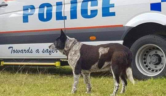 3岁小女孩迷失丛林，17岁年老忠犬陪伴整夜并带人找到她