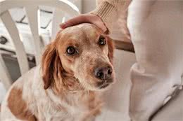 狗狗真的知道主人病了吗?揭秘它们的不可思议感知能力