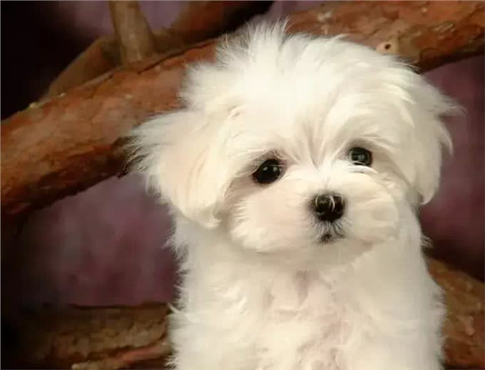 为什么爱犬的鼻子总是湿湿的?