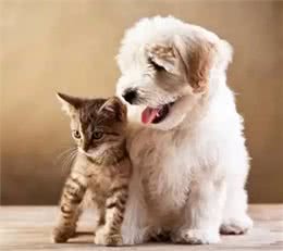 为什么爱犬的鼻子总是湿湿的?