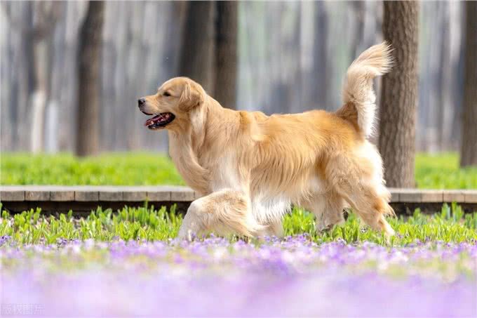 金毛幼犬训练-唤回