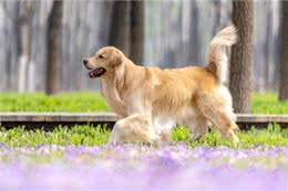 金毛幼犬训练-唤回