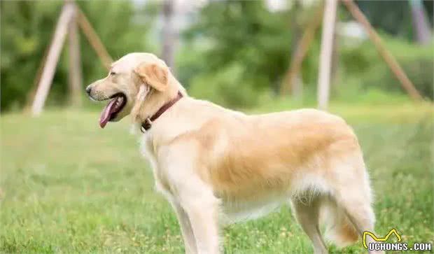 养狗新手:路边的小狗不能买