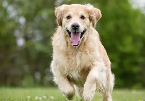 养狗新手:路边的小狗不能买