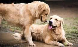 养狗新手:路边的小狗不能买