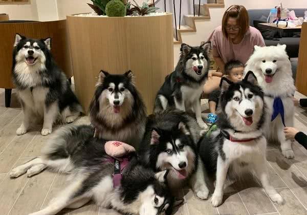 七只哈士奇该如何才能好好拍照?狗狗全部都失控,只有孩子最听话