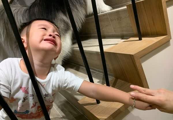 七只哈士奇该如何才能好好拍照?狗狗全部都失控,只有孩子最听话