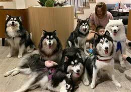 七只哈士奇该如何才能好好拍照?狗狗全部都失控，只有孩子最听话