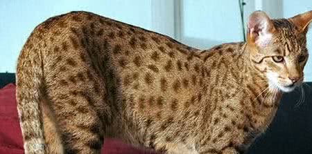 全球体型最大的猫星人，有谁家里有?