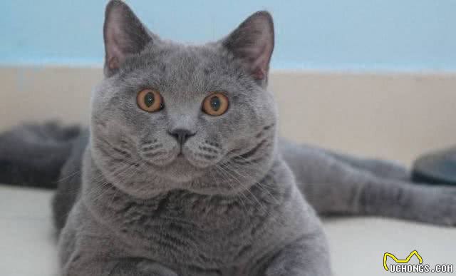 全球体型最大的猫星人，有谁家里有?