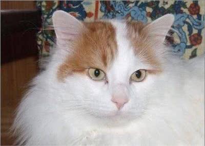 全球体型最大的猫星人，有谁家里有?