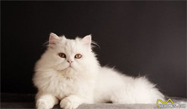 全球体型最大的猫星人，有谁家里有?