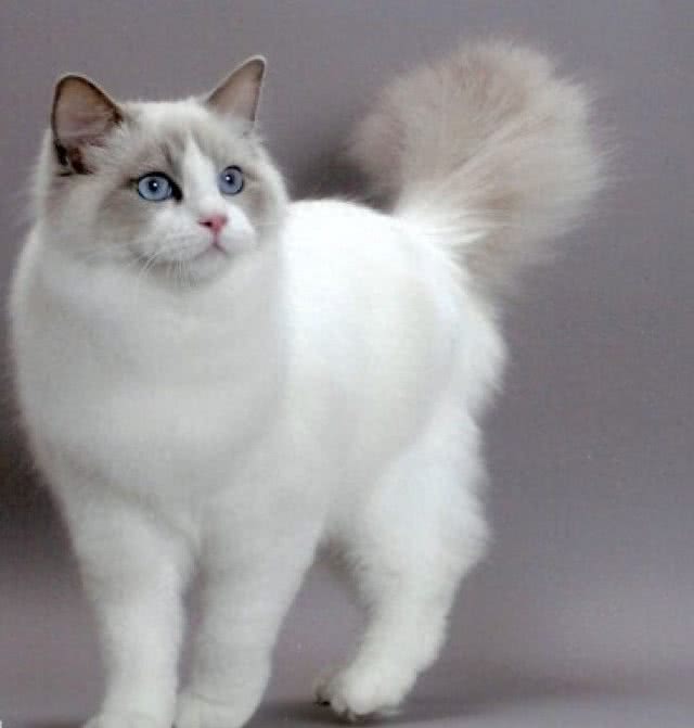 全球体型最大的猫星人，有谁家里有?