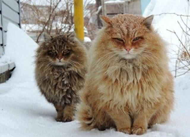 全球体型最大的猫星人，有谁家里有?