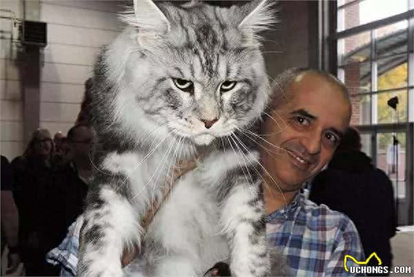 全球体型最大的猫星人，有谁家里有?