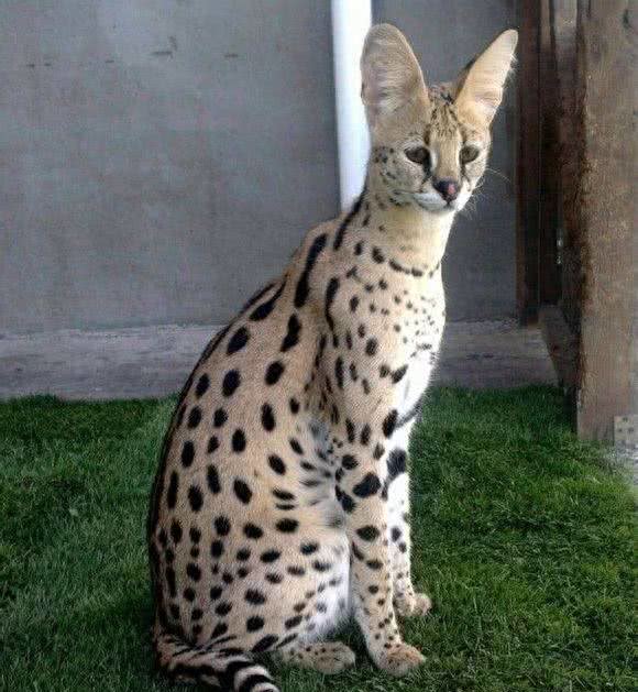 全球体型最大的猫星人，有谁家里有?