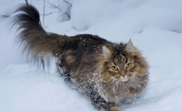 全球体型最大的猫星人，有谁家里有?