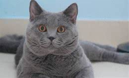 全球体型最大的猫星人，有谁家里有?