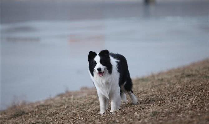 让调皮的狗狗如何安静下来完美边境牧羊犬巴蒂带您一起学