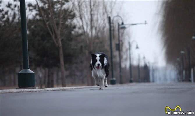 让调皮的狗狗如何安静下来完美边境牧羊犬巴蒂带您一起学
