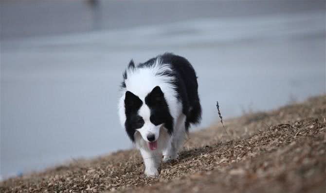 让调皮的狗狗如何安静下来完美边境牧羊犬巴蒂带您一起学