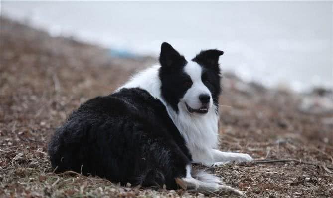 让调皮的狗狗如何安静下来完美边境牧羊犬巴蒂带您一起学