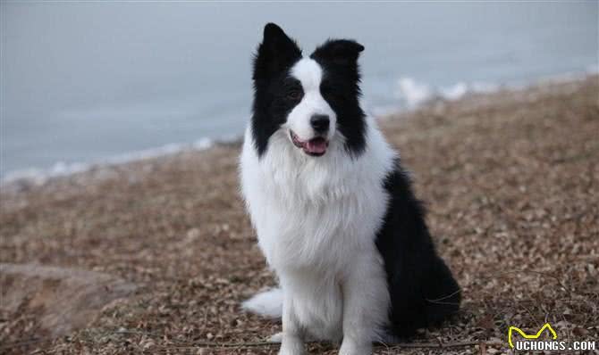 让调皮的狗狗如何安静下来完美边境牧羊犬巴蒂带您一起学