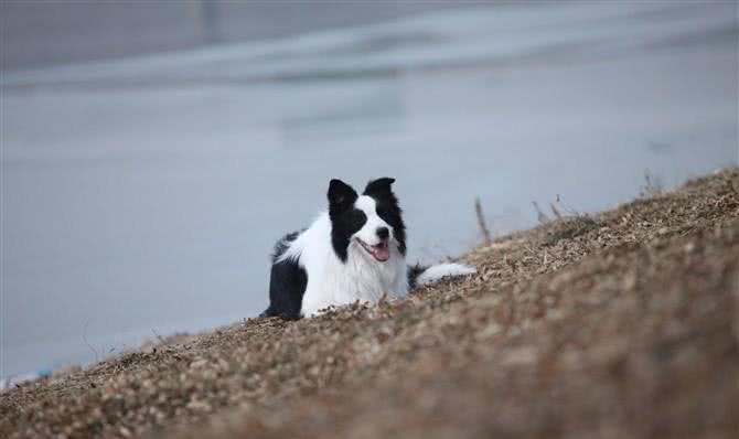 让调皮的狗狗如何安静下来完美边境牧羊犬巴蒂带您一起学