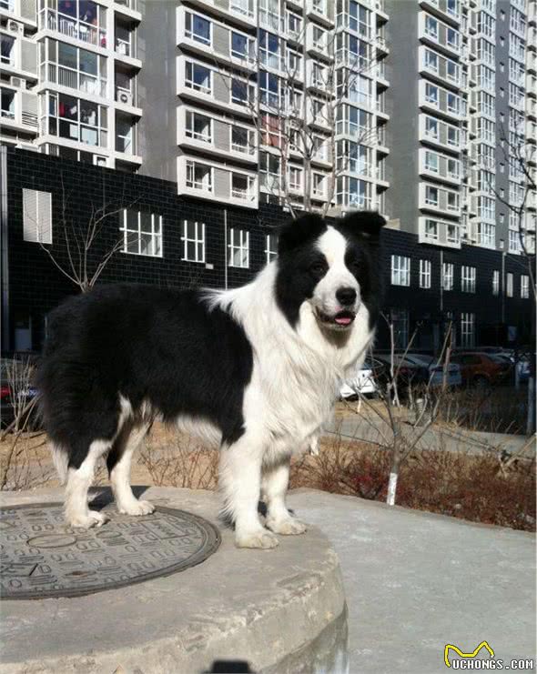 让调皮的狗狗如何安静下来完美边境牧羊犬巴蒂带您一起学