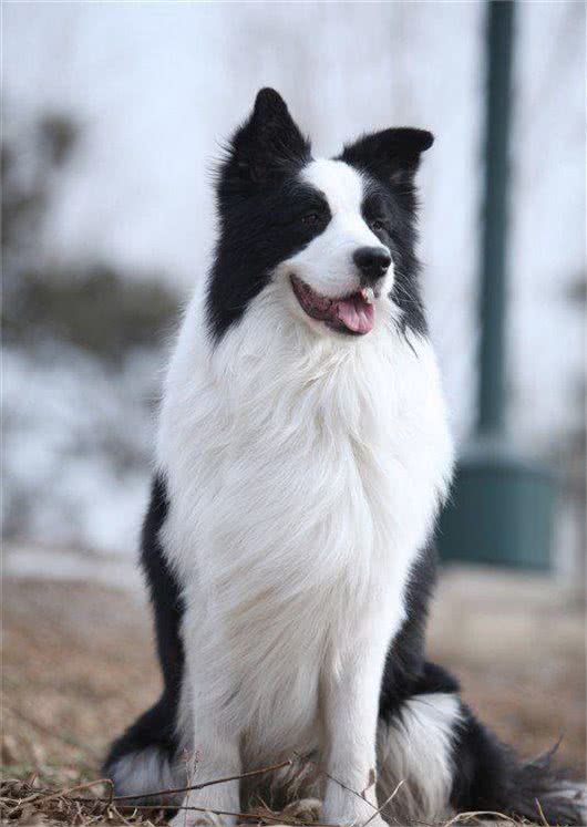 让调皮的狗狗如何安静下来完美边境牧羊犬巴蒂带您一起学