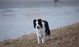 让调皮的狗狗如何安静下来完美边境牧羊犬巴蒂带您一起学