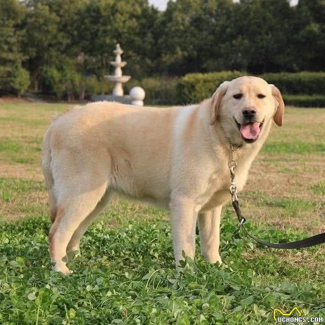 对主人最忠诚的狗狗，这几种当之无愧