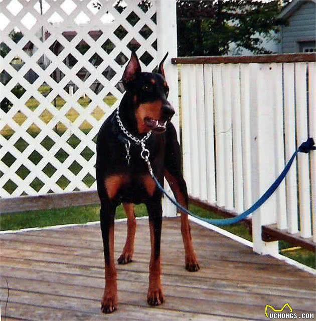 对主人最忠诚的狗狗，这几种当之无愧