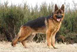 对主人最忠诚的狗狗，这几种当之无愧