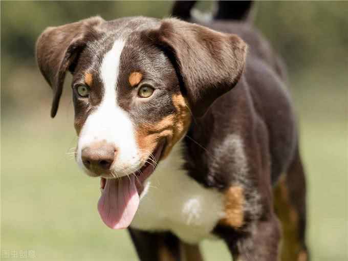 狗狗耳螨用尔康吗，怎么洗耳朵