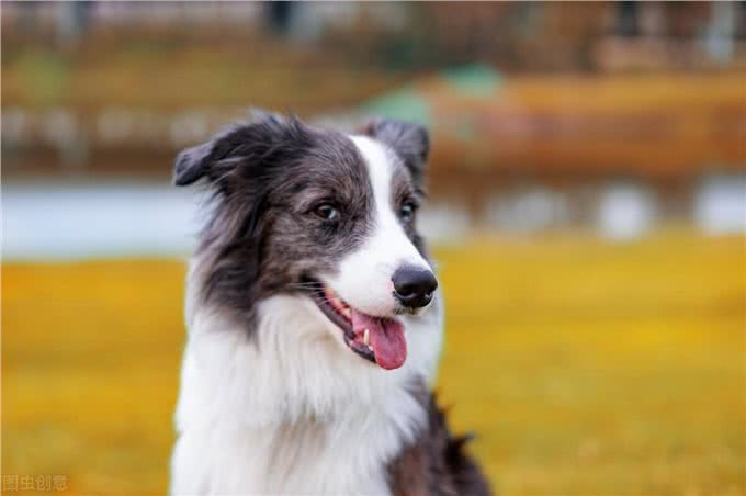 狗狗耳螨用尔康吗，怎么洗耳朵