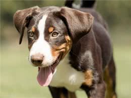 狗狗耳螨用尔康吗，怎么洗耳朵