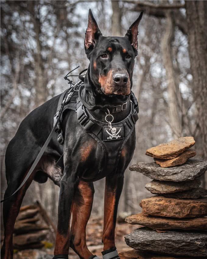 最适合看家护院的狗狗，其中一种人见人爱